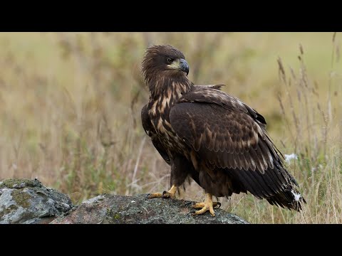 White-tailed Eagle — Haliaeetus albicilla — call and flight