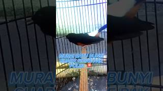 Download lagu SUARA MURAI BATU UNIK BISA MENIRUKAN SIRINE POLISI 🚔#muraibatu mp3