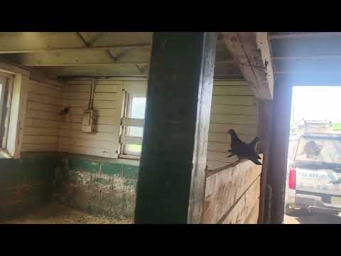 Bird Netting Keeping the Pigeons Out of the...