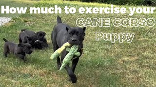 How much and where to exercise your CANE CORSO puppy?🧐 #canecorso #dogtraining #dog