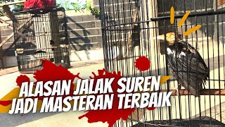 Download lagu Review of the Best Masteran Jalak Suren Bird to Accompany Dozens of Murai Batu Birds at Home mp3 Download lagu Review of the Best Masteran Jalak Suren Bird to Accompany Dozens of Murai Batu Birds at Home mp3