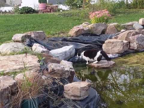 The mighty frog hunting cat nearly got trapped! Floof!