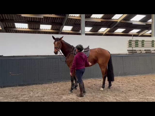 Orochata under saddle