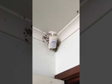 Severe German Cockroach Infestation | Before Treatment - Drouin Rental House