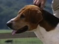 Foxhound Inglés - English Foxhound part 2