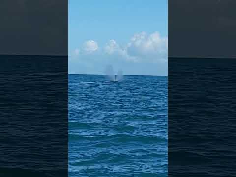 Passeio de barco, avistando Baleias Jubarte em Caravelas Bahia Brasil!!! #baleiajubarte #whales