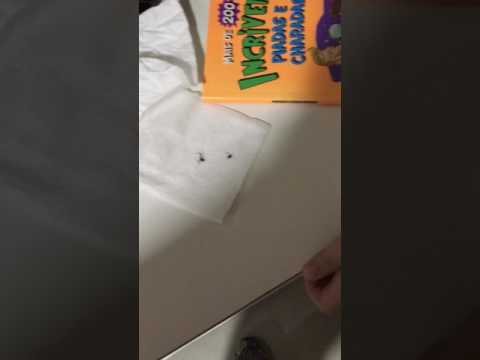 A FORMIGA IMORTAL -400 mil graus