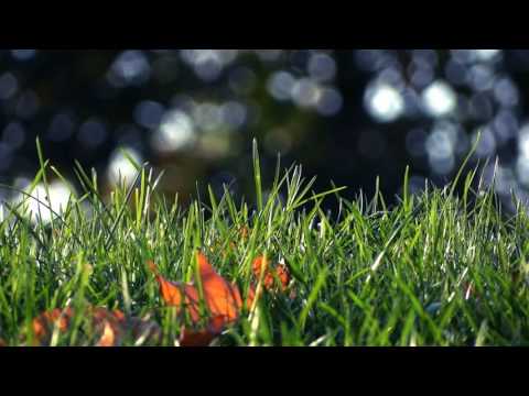 Indivision - Faceless (ft. Moleman & Pipistrelle)