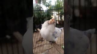 Download lagu betina konslet mp3