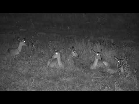 Djuma: Impalas resting in the open area (no audio) - 22:40 - 02/08/21