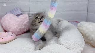 サイベリアンの動画01