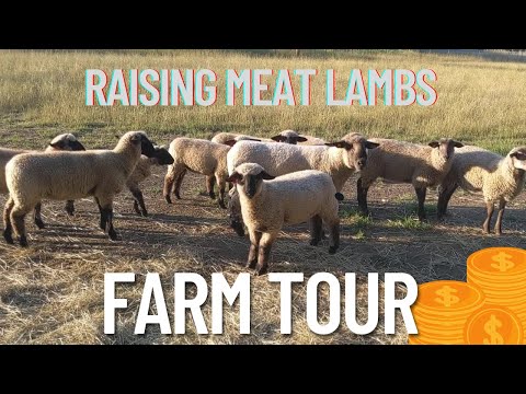 Raising meat sheep / lambs for beginners | FARM TOUR 2022