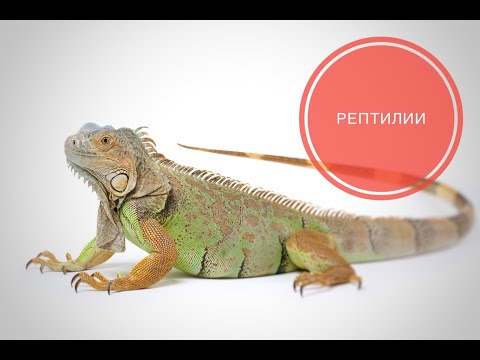 Рептилии