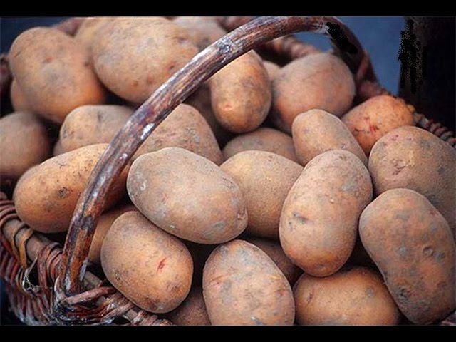 Бесплатная картошка