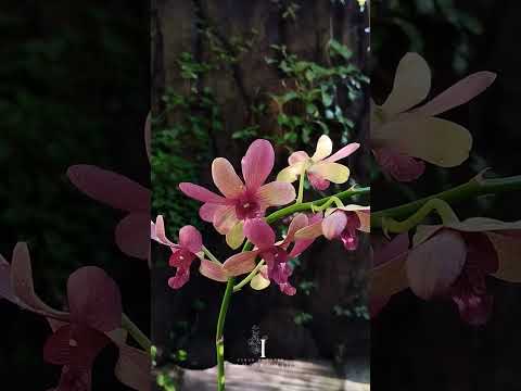 Anggrek Dendrobium Verus Brown Florenza | A beautiful orchid💛🤎 #shorts #flowers #orchid #nature