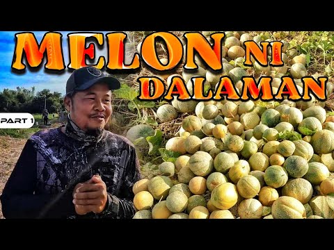 P1-MELON NI DALAMAN - EP1228