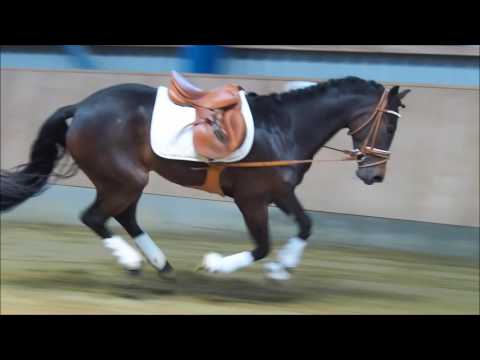 3j Stute v. Kaiser Bonaparte