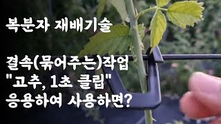 복분자 재배기술 / 결속(묶어주는) 작업, 고추 1초 클립 응용하여 사용하면? 