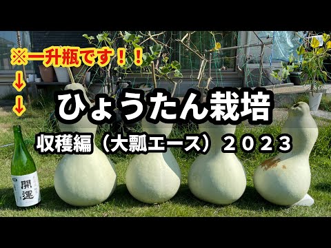 ひょうたんの木、ひょうたんの木、Crescentia cujete