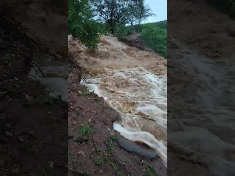 muita chuva 200 mm em Serrita Pernambuco ⛈️⛈️⛈️⛈️⛈️ #viraliza #sitio #chuvanosertão #chuvas
