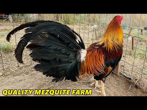 Beautiful Radio Sweater Kelso Asil Albany - Mezquite Farm 💯