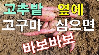 고추밭 옆에 고구마를 심으면 망합니다.