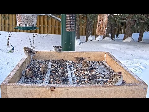 Redpolls Galore! Watch Tiny Winter Finches Plaster The Feeders In Ontario | Jan. 14, 2026