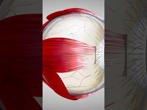 Why Do We Blink? The Fascinating Science Behind Every Blink