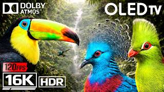 16K VIDEO ULTRA HD 120 FPS — BREATHTAKING HDR NATURE SHOW FOR OLED TVs QLED TV