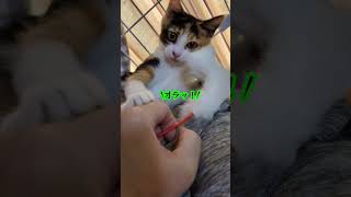 三毛の子猫ファミリー計画その16  ニャンと！百裂拳が炸裂！😭😾 #ニャンキー #保護猫 #子猫 #子ネコ #猫のいる暮らし #三毛猫 #cat