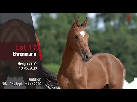 Online-Auktion v. 10.-14. September 2020 Lot 17 Ehrenmann Hengst v. Eldorado v. de Zeshoek-Chin Quin