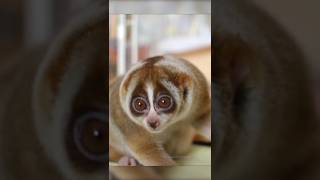 Download lagu Slow Loris 🦥 mp3 Download lagu Slow Loris 🦥 mp3