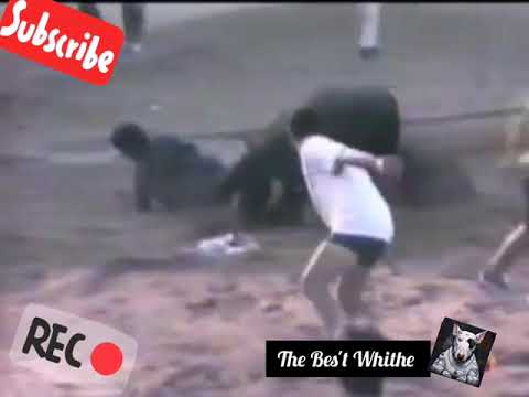 Bull terrier vs Toro,Vaca😱💥😎