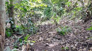 Download lagu Memikat murai batu borneo trotolan mp3