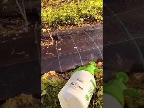 Prima stropire la afin pe baza de microelemente 31 Octombrie 2020