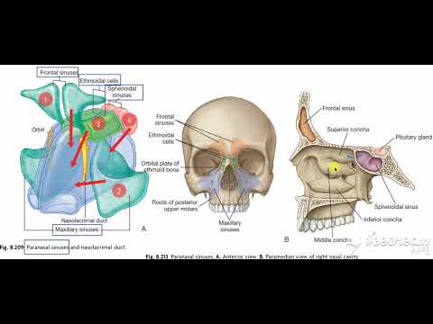 Paranasal sinuses 2