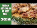 Which Rosemary is Best for Cooking