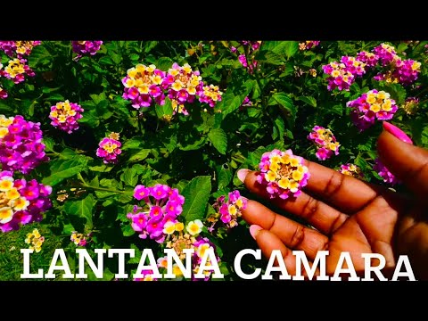 Die kraftvollen medizinischen Vorteile von Lantana camara.