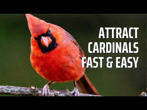 15 Proven Tips to Attract Cardinals to Your Yard the Fast, Easy, and Safe Way!