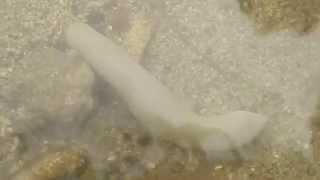 preview picture of video 'A Burrowing Peanut Worm'