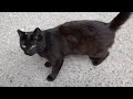 Two Black Cats And Two Tabby Cats