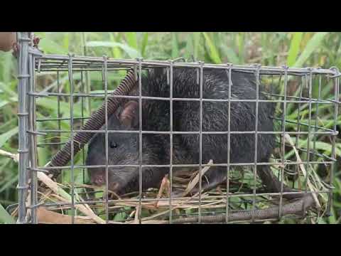 Bẩy chuột cống nhum Theo đường mòn khi mùa mưa bão và cái kết #sanbatbatri#