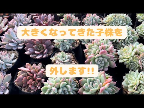 屋外の多肉植物: 庭に美しい多肉植物を植えるにはどうすればよいですか?  庭園