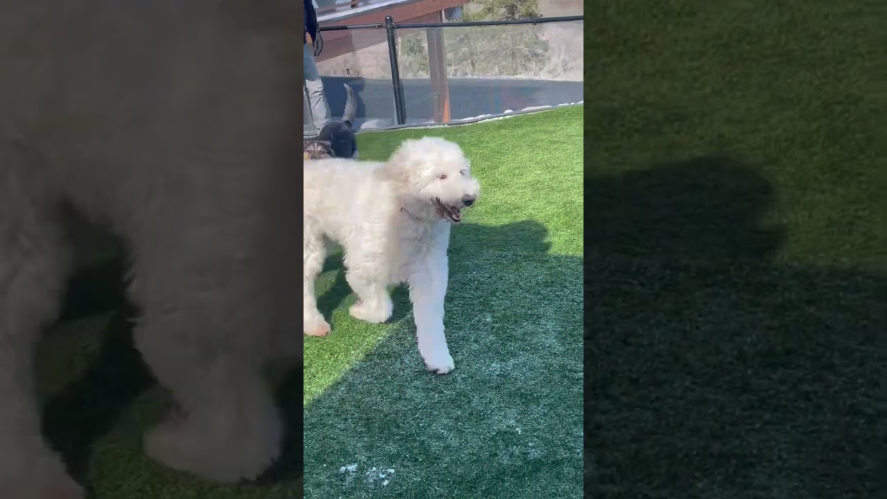 Kain, a Adoptable Shepherd in Cashmere, WA video 4/5