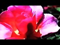 La Vie En Rose - Donna Summer ( Music Video ...