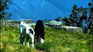 17 June 2025 beautiful place and beautiful goats on the mountain 🏔️
