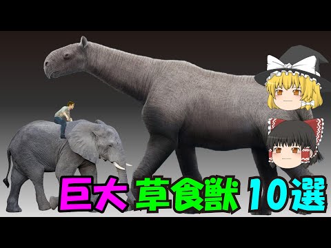 Pseudophilautus beddomiiについて詳しく解説