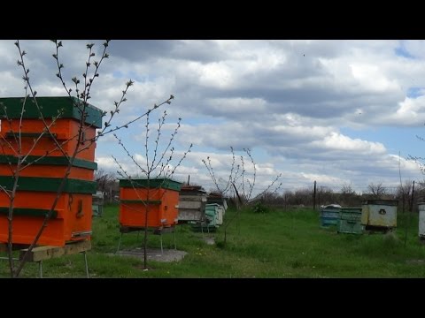 Проверка бипином на клеща варроа после ЕдК