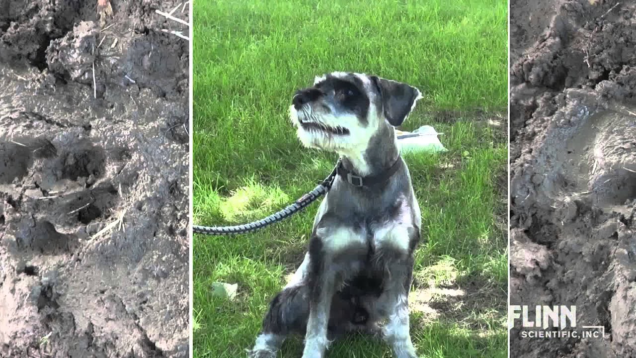 Leaving Forensic Footprints