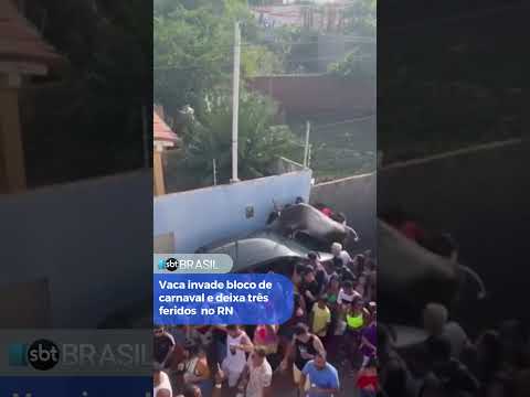 Vaca invade desfile de bloco de carnaval no Rio Grande do Norte